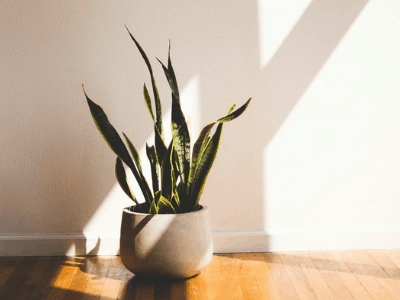 Sun for snake plant