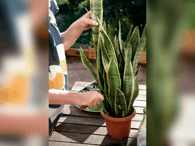 Repotting 5