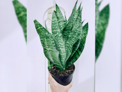 Snake plant 5