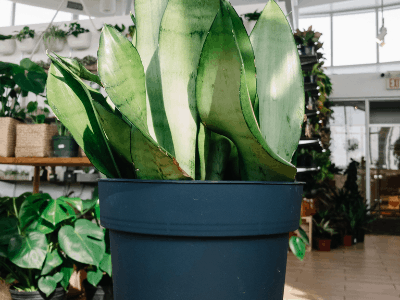 Moonshine snake plant 5