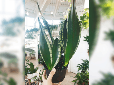 Sansevieria whitney 4