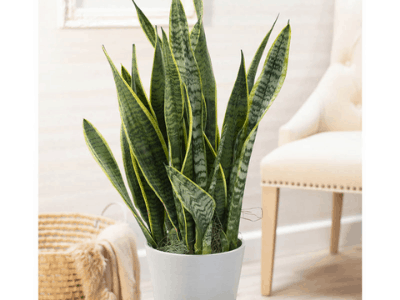 Snake plant 4