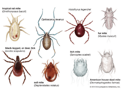 mites superb acarid britannica