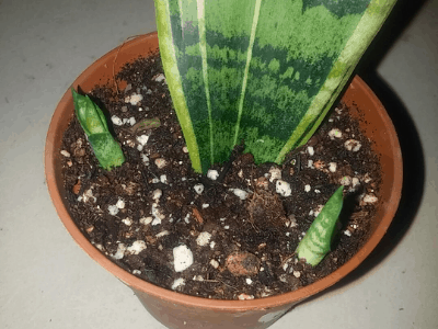 Snake plant 3