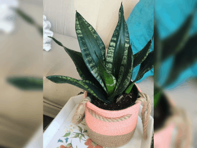 Sansevieria whitney 2