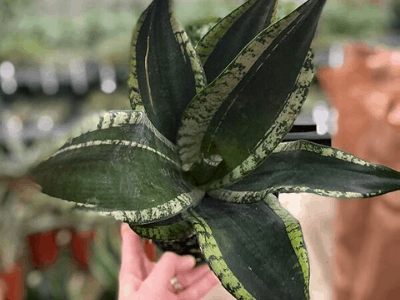 Sansevieria whitney 5