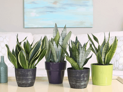 Snake plant toxic