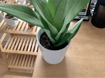 Moonshine snake plant 2