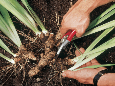 Snake plant 4