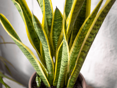 Snake plant 3