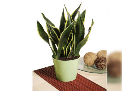 Healthy snake plant 4