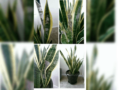 Snake plant turn black 5