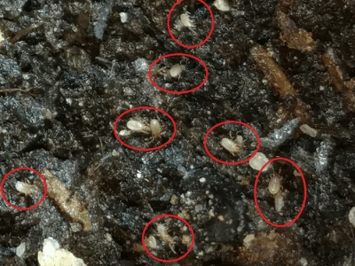 Soil mites