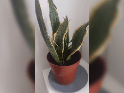 Dying snake plant 3