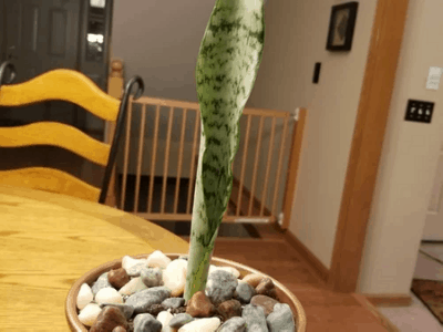 Snake plant not growing