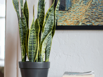 Snake plant can survive without water
