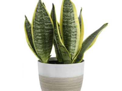 Snake plant toxic 2