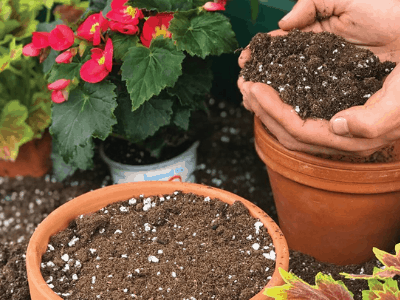 Best soil for snake plant 4