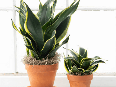 Black gold snake plant 4