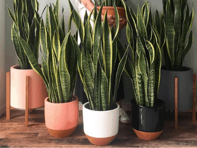 Large snake plant