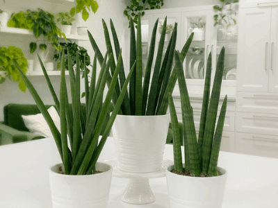 Sansevieria stuckyi