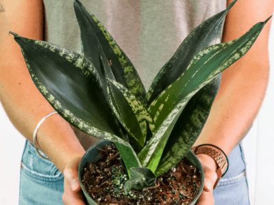 Snake plant 24