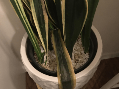 Snake plant survive without water 4