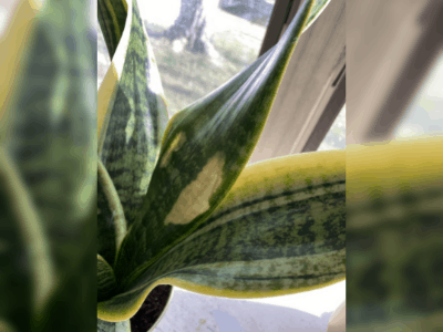 Snake plant need water 3