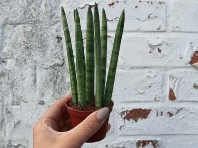 Sansevieria cylindrica 5