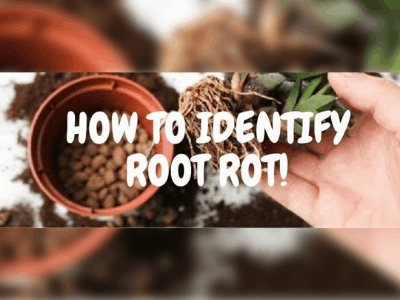 Root rot 2