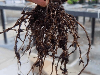 Root rot 4