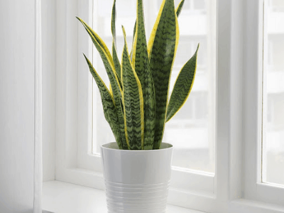 snake plant sunlight