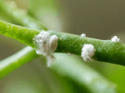 Bugs on snake plant 5