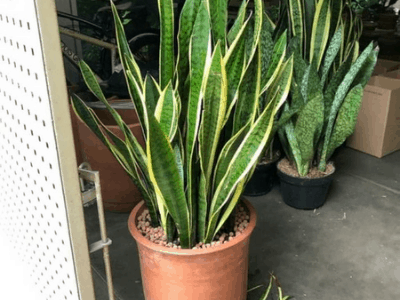 Snake plant 3