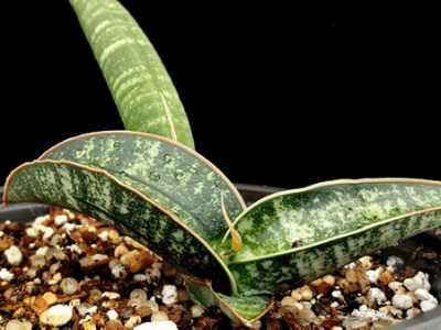 Snake plant 15