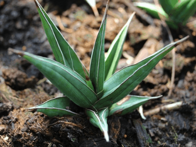 Sansevieria pinguicula 2