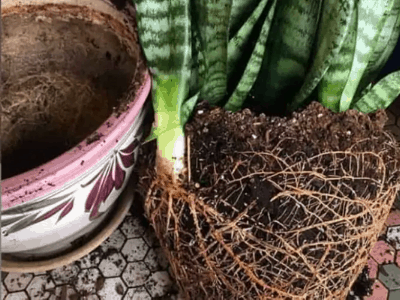 Repot a snake plant 4