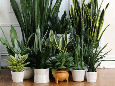 Snake plant used for cleaning air 5