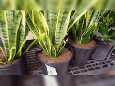 Snake plant survive without water 3