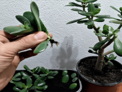 Jade plant propagation 3
