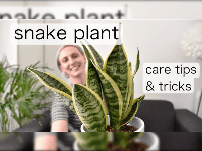 Snake plant 2