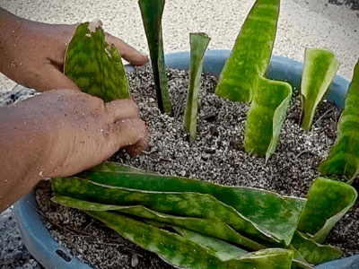 snake plant 3