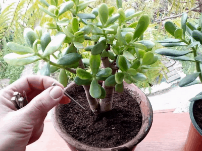 Grow jade in hanging basket 4