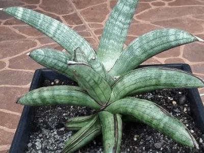 Sansevieria eilensis 3