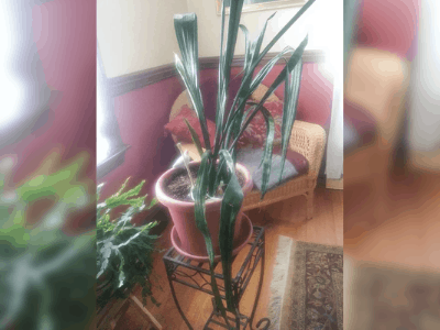 How To Tell If A Snake Plant Is Dying