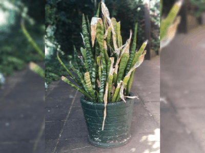 Reviving snake plant 3