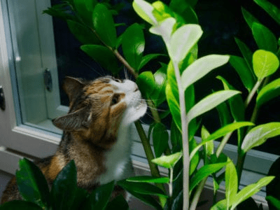 Keep cats away from houseplant 1