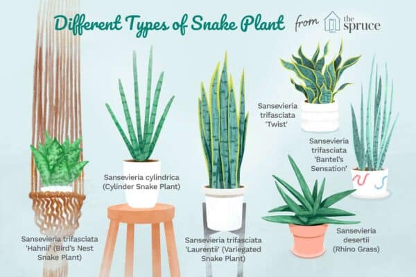 research study about snake plant