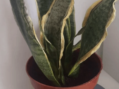 Yellow leaves on snake plant 2