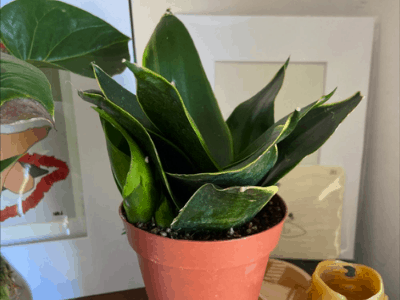 snake plant sunlight